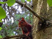 Sciurus vulgaris 198, Eekhoorn, Saxifraga-Ed Stikvoort