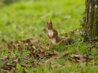 Sciurus vulgaris 44, Eekhoorn, Saxifraga-Jan Nijendijk