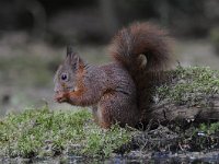 Sciurus vulgaris 57, Eekhoorn, Saxifraga-Luuk Vermeer