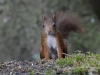 Sciurus vulgaris 58, Eekhoorn, Saxifraga-Luuk Vermeer