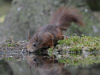 Sciurus vulgaris 59, Eekhoorn, Saxifraga-Luuk Vermeer