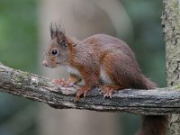 Sciurus vulgaris 64, Eekhoorn, Saxifraga-Luuk Vermeer