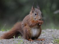 Sciurus vulgaris 68, Eekhoorn, Saxifraga-Luuk Vermeer