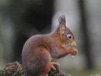 Sciurus vulgaris 75, Eekhoorn, Saxifraga-Luuk Vermeer