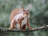 Sciurus vulgaris 85, Eekhoorn, Saxifraga-Luuk Vermeer