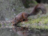 Sciurus vulgaris 92, Eekhoorn, Saxifraga-Luuk Vermeer