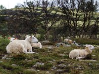 Sheep 21, Ovis aries, Schaap, Saxifaga-Bart Vastenhouw