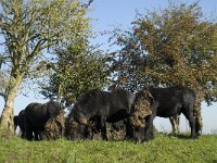 Shetland pony 2, Saxifraga-Jan van der Straaten