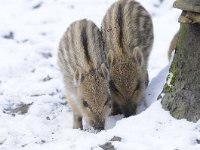 Sus scrofa 35, Wild zwijn, Saxifraga-Luuk Vermeer