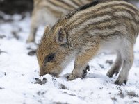 Sus scrofa 37, Wild zwijn, Saxifraga-Luuk Vermeer