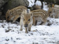 Sus scrofa 38, Wild zwijn, Saxifraga-Luuk Vermeer