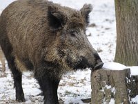 Sus scrofa 44, Wild zwijn, Saxifraga-Luuk Vermeer