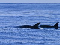 Tursiops truncatus 3, Tuimelaar, Saxifraga-Rik Kruit