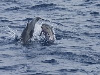 Tursiops truncatus 4, Tuimelaar, Saxifraga-Rik Kruit