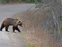 Ursus arctos 39, Bruine beer, Saxifraga-Joerg Mager