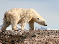 Ursus maritimus 20, IJsbeer, Saxifraga-Bart Vastenhouw