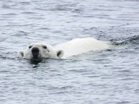 Ursus maritimus 70, IJsbeer, Saxifraga-Bart Vastenhouw