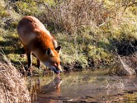 Vulpes vulpes 143, Vos, Saxifraga-Bart Vastenhouw