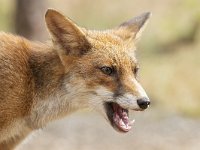 Vulpes vulpes 157, Vos, Saxifraga-Luuk Vermeer