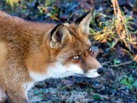 Vulpes vulpes 177, Vos, Saxifraga-Bart Vastenhouw