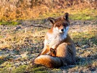 Vulpes vulpes 185, Vos, Saxifraga-Bart Vastenhouw