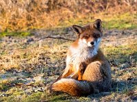 Vulpes vulpes 186, Vos, Saxifraga-Bart Vastenhouw