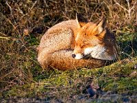 Vulpes vulpes 188, Vos, Saxifraga-Bart Vastenhouw