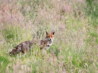 Vulpes vulpes 192, Vos, Saxifraga-Tom Heijnen