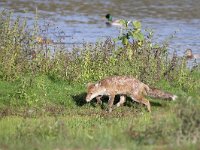 Vulpes vulpes 195, Vos, Saxifraga-Tom Heijnen