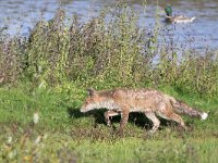 Vulpes vulpes 196, Vos, Saxifraga-Tom Heijnen