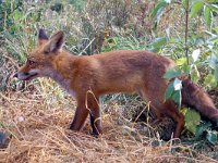 Vulpes vulpes 26, Vos, juvenile, Saxifraga-Piet Munsterman