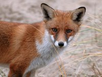 Vulpes vulpes 28, Vos, male, juvenile, Saxifraga-Piet Munsterman