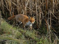 Vulpes vulpes 40, Vos, Saxifraga-Piet Munsterman