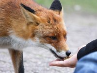 Vulpes vulpes 72, Vos, Saxifraga-Bart Vastenhouw