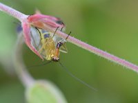 Panorpa communis 10, Gewone schorpioenvlieg, Saxifraga-Tom Heijnen