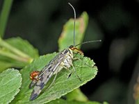 Panorpa vulgaris #01873 : Panorpa vulgaris, Schorpioenvlieg, male