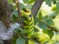 Acherontia atropos 18, Doodshoofdvlinder, Saxifraga-Jan Nijendijk