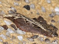 Acleris cristana 2, Diamantborsteltje, Saxifraga-Ab H Baas