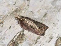 Acleris cristana 02 #41733 : Acleris cristana