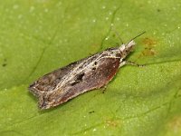 Acleris cristana 02 #41737 : Acleris cristana