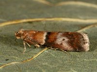 Acrobasis repandana 3, Saxifraga-Ab H. Baas