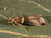 Acrobasis tumidana