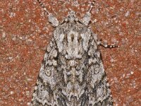 Acronicta auricoma 3, Goudhaaruil, Saxifraga-Foto Fitis-Adriaan Dijksen