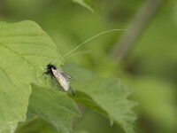 Adela reaumurella