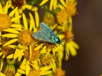 Adscita statices 21, Metaalvlinder, Saxifraga-Gerard de Jong : Adscita statices, Insect, Macro, Metaalvlinder, Overig, nachtvlinder