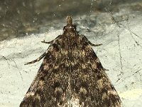 Aglossa pinguinalis