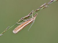 Agriphila tristella 18, Variabele grasmot, Saxifraga-Luuk Vermeer