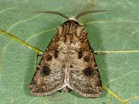 Agrotis clavis 4, Geoogde worteluil, Saxifraga-Ab H Baas