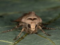 Agrotis exclamationis 11, Gewone worteluil, Saxifraga-Ab H Baas