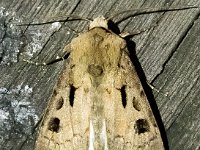 Agrotis exclamationis 14, Gewone worteluil, Saxifraga-Bart Vastenhouw